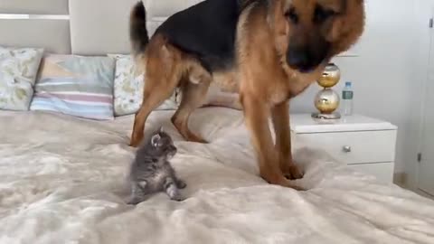 "German Shepherd Meets Kitten for the First Time – Heartwarming Moment!"