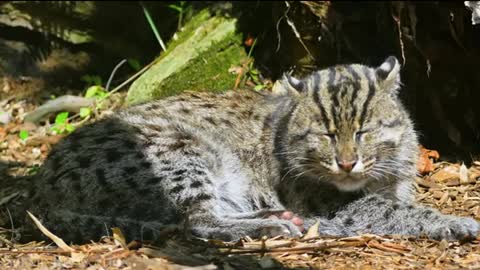 African WildlifeWild Animals in Africa