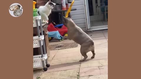 Dogs vs cats fight