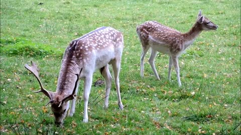 animals relax