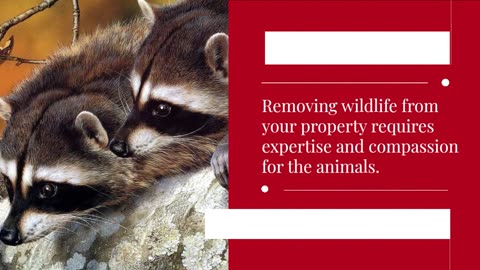 Wildlife Removal Phoenix