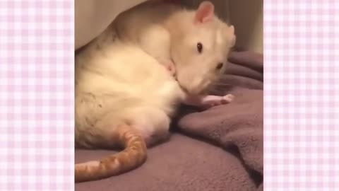 Pet Rat Tik Toks Cuz I Love Rats