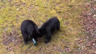 Woman scolds bear family for stealing bird feeder