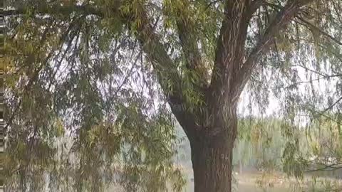 There is a tree growing near the lake