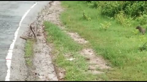 Grey Mongoose Kills a King Cobra