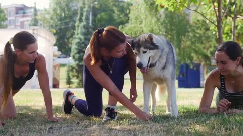 🐕 Basic Dog Training – TOP 10 Essential Commands Every Dog Should Know! (1)