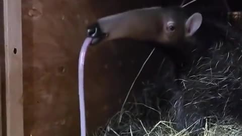 Ever seen an anteater yawn