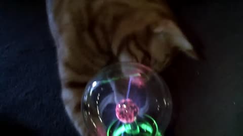 My cat sirius amazed by a plasma ball