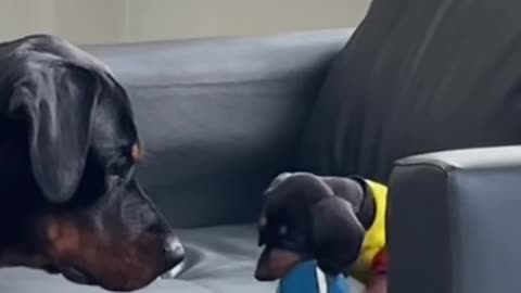 Big Dog Plays With Little Brother