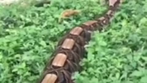 Big Snake 🐍 #shorts #short #youtubeshorts #nature #snake #youtube #viral #animals #wildlife