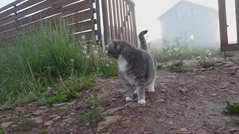 cat confused hearing this sound