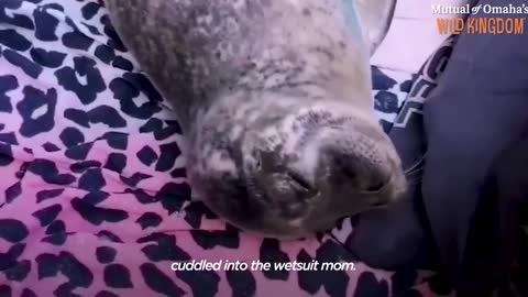 Orphaned Baby Seal Barks At Anyone Who Tries To Clean Her Bathtub | The Dodo Saving The Wild