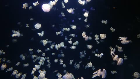 a collection of small jellyfish