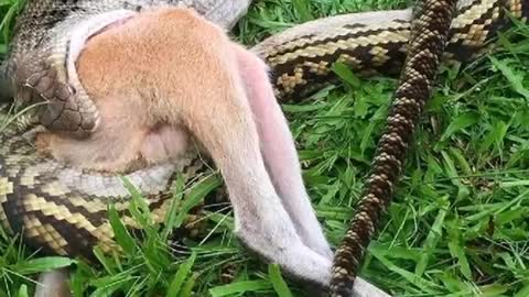 Taban swallows an entire kangaroo