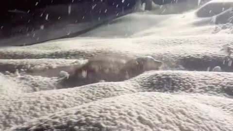 Happy Dog in snow in playing mood