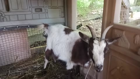 Goat giving birth