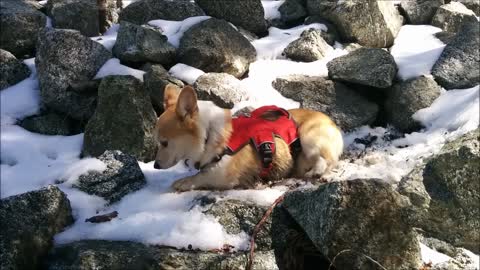 Lovable Corgi enjoys playtime in the snow