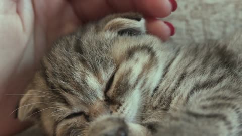 Cute little kitten is sleeping deeply 😻 💖, Cats' World 🐱, Cute Animals💗, Nice Pets💟💞