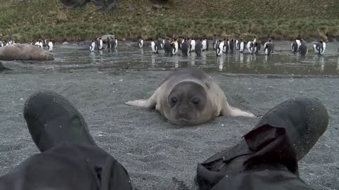 Curioso bebê foca se aproxima do cinegrafista