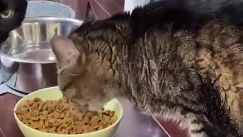 Funny hungry cat🥰🥰 #foryou #for you #viral #comedy #funny #pet #fashion