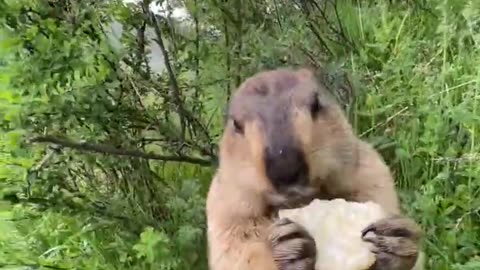 Prairie dog is cute bobak marmot wild animals capybara