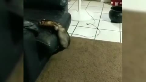 Dog Helps Ferret Climb up Couch