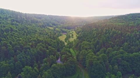 Green forest