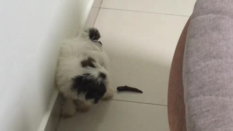 Dog Has an Interesting Way of Pooping