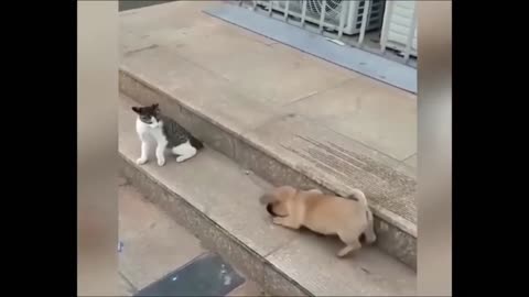 CAT vs DOG FUNNY ANIMAL VIDEOS