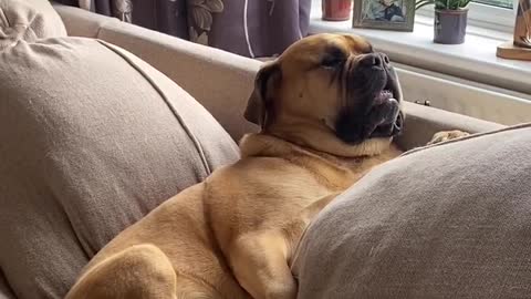 Cute and funny dog sleep