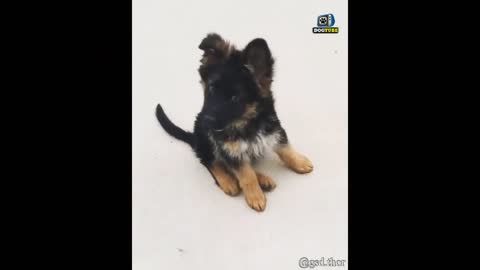 The Cutest Head Tilt compilation