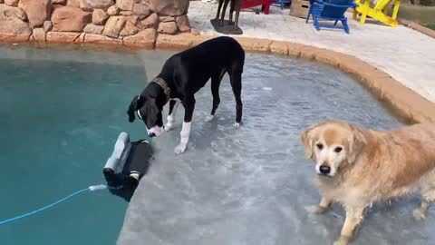 Skeptic dogs aren't sure about pool cleaning monster