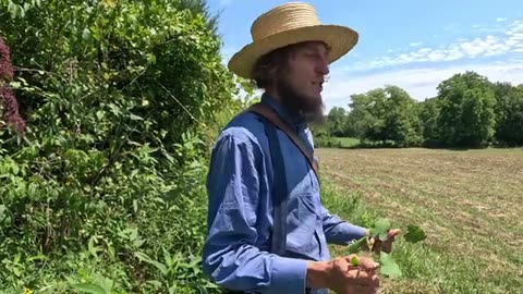 "Identifying Chantrelle, Mushrooms & Elderberry with Titus Morris!" 24Aug2024