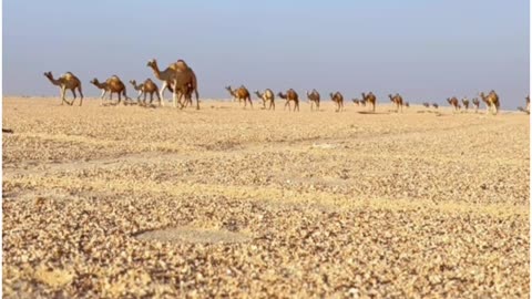 Amazing Video Of Camels 🐫 Nature Hub