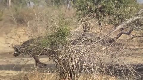 Mother Buffalo Takes Down Lion With Surprising Ease To Save His Baby -