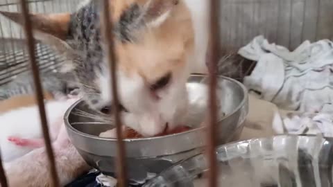 Saving The Cats Before The Heavy Rain, Touched By The Mother Cat's Motherly Love