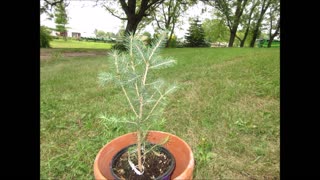 Divine Love Norway Spruce August 2021