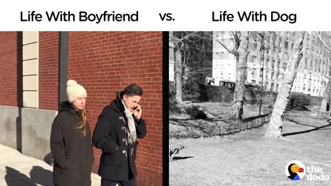 Life With Boyfriend vs. Life With Dog | The Dodo