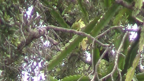 Dragon Fruit Flower In A Big Storm