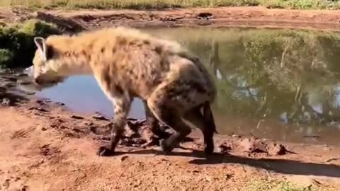 Tough living hyena