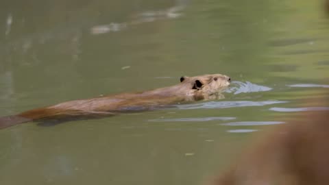 Beaver Rewilding impact measured by nasa