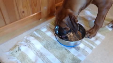 Puppy "Eats" Her Water From The Bottom Of The Bowl