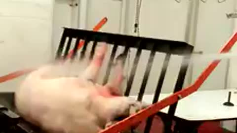 Dehairing a pig