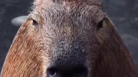 Capybara>>>>