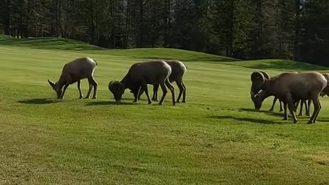 Big Horn Sheep Rams golfing in Radium, BC