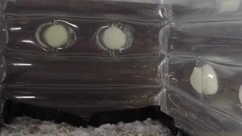 MUSHROOM GROWING TIMELAPSE