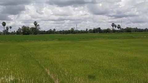 Fresh nature in Cambodia ធម្មជាតិស្រស់ស្អាតនៅកម្ពុជា