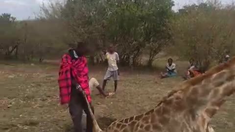 Severe drought killing even wildlife #nationalgeographic #bbcearth #realwild #africageovideo