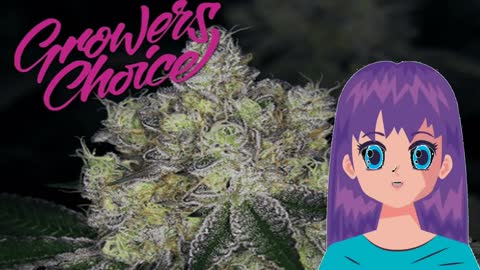 Purple Dosi Punch – Growers Choice