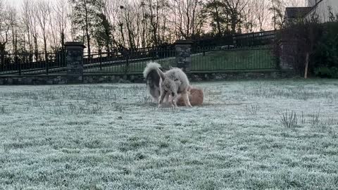 Golden Retriever Gets Attacked By Malamutes! Danerously Adorable Dogs!!